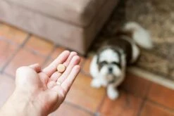 Drontal P XL Vermifuge Chien Gout Viande 2 Cps 6 Drontal P XL Vermifuge Chien Gout Viande 2 Cps -Animalerie drontal