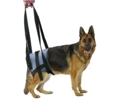 Harnais Handy Canis Pattes Arrières XL 12 Harnais Handy Canis Pattes Arrières XL -Animalerie handycanis arriere 2 1 1 1 1