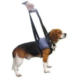 Harnais Handy Canis Pattes Avants L -Animalerie handycanis avant 1 2