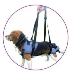 Harnais Handy Canis Pattes Arrières XL 11 Harnais Handy Canis Pattes Arrières XL -Animalerie handycanis complet 1 1 1 1