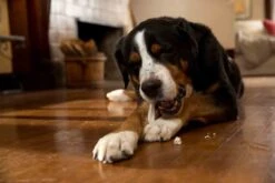 Prozym RF2 Sticks Chiens L +25 Kg 7 Prozym RF2 Sticks Chiens L +25 Kg -Animalerie prozym rf2 sticks chiens l 25 kg 1