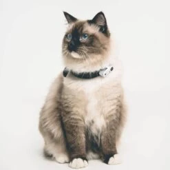 Tickless Mini Cat Blanc Rechargeable -Animalerie tickless mini cat blanc rechargeable3