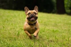 Tickless Pet Noir à Pile -Animalerie tickless pet noir pile3