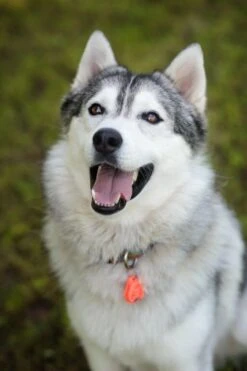 Tickless Pet Orange à Pile -Animalerie tickless pet orange pile3 1